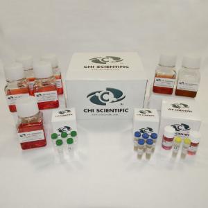 PrimaCell™, Human Cerebral Venous Vascular Endothelial Cell Culture Kit