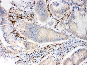 Anti-CD31 Rabbit Polyclonal Antibody