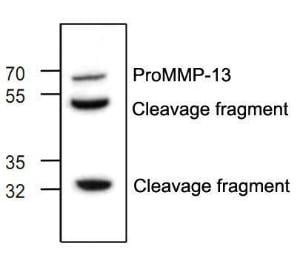 Anti-MMP13 Rabbit Polyclonal Antibody