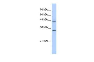 Anti-PRELP Rabbit Polyclonal Antibody