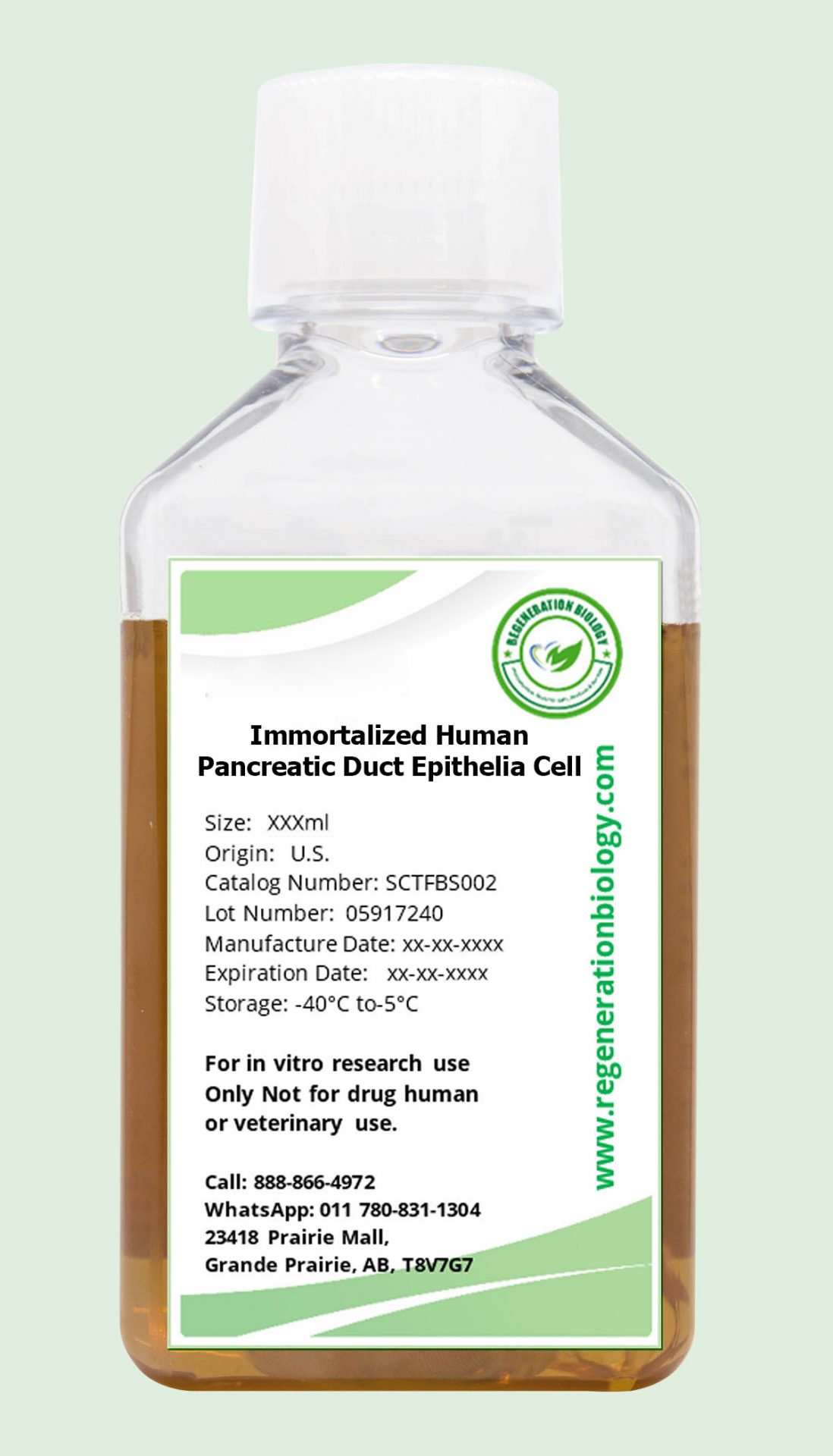 Immortalized Human Pancreatic Duct Epithelia Cell