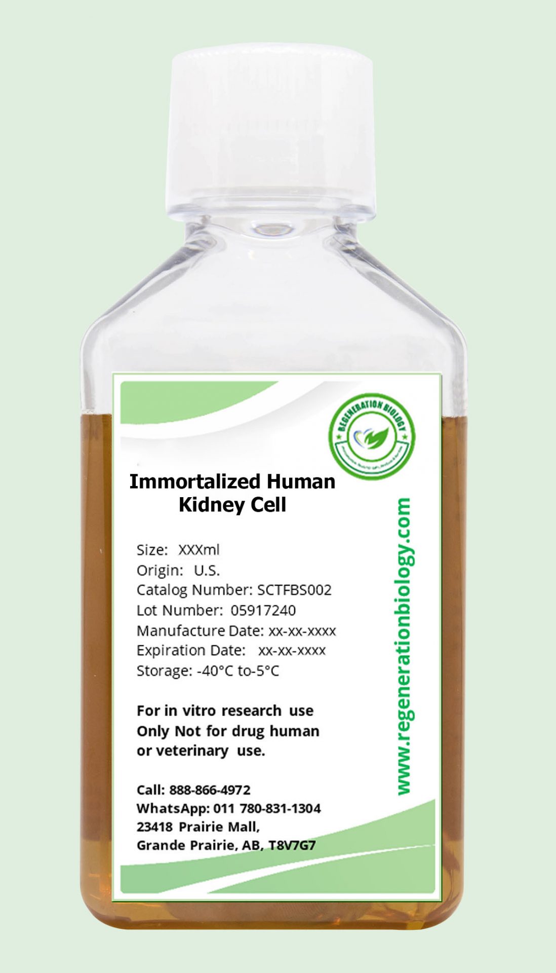 Immortalized Human Kidney Cell