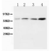 Anti-BIN1 Antibody (Monoclonal, 99D) CA1005
