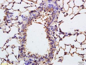 Anti-COL4A3BP Rabbit Polyclonal Antibody