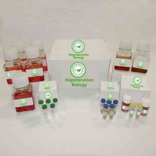 Rat Pancreatic Epithelial Cell Culture Kit