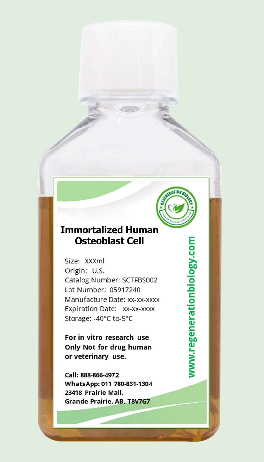 Immortalized Human Osteoblast Cell