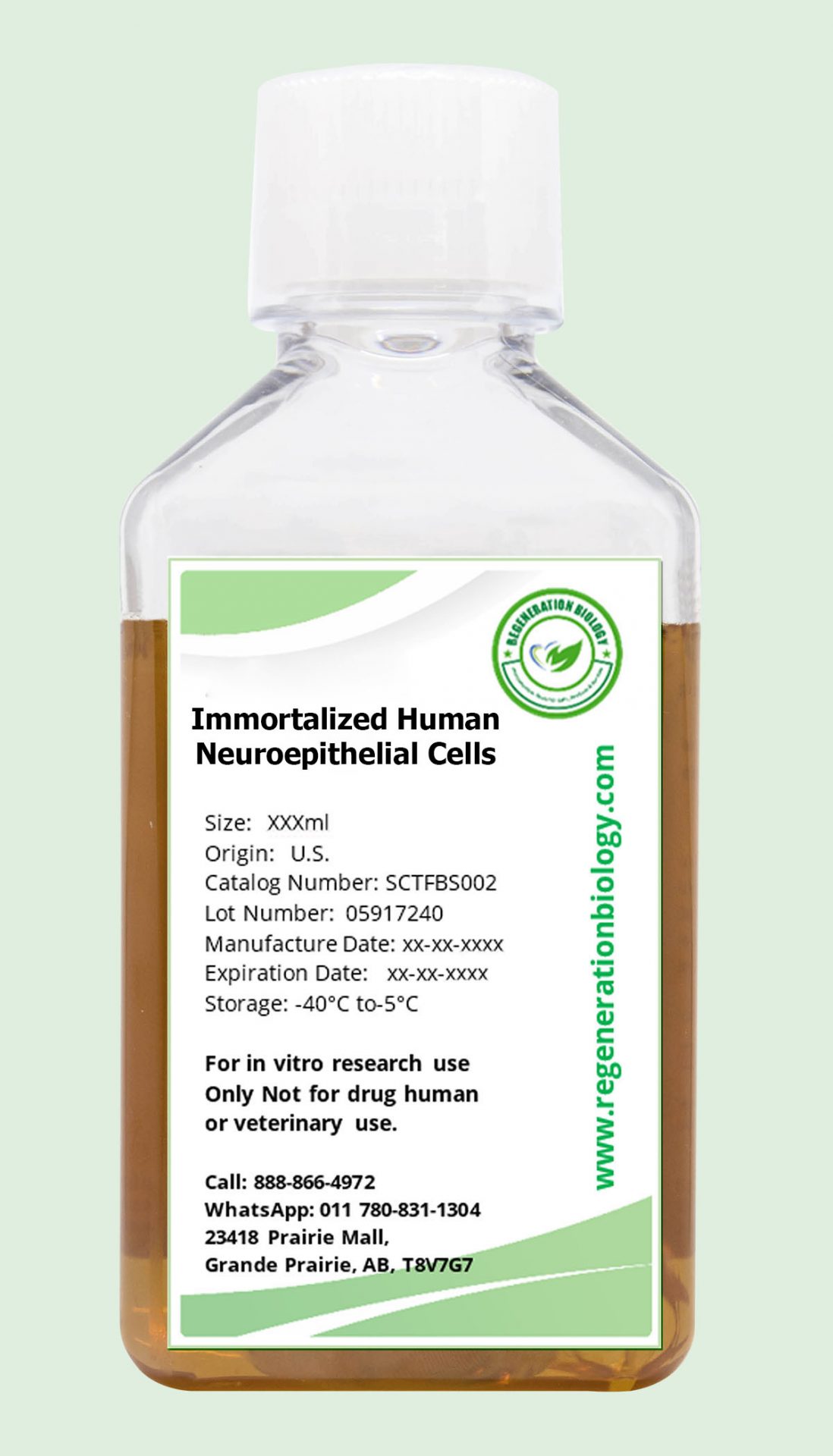 Immortalized Human Neuroepithelial Cells
