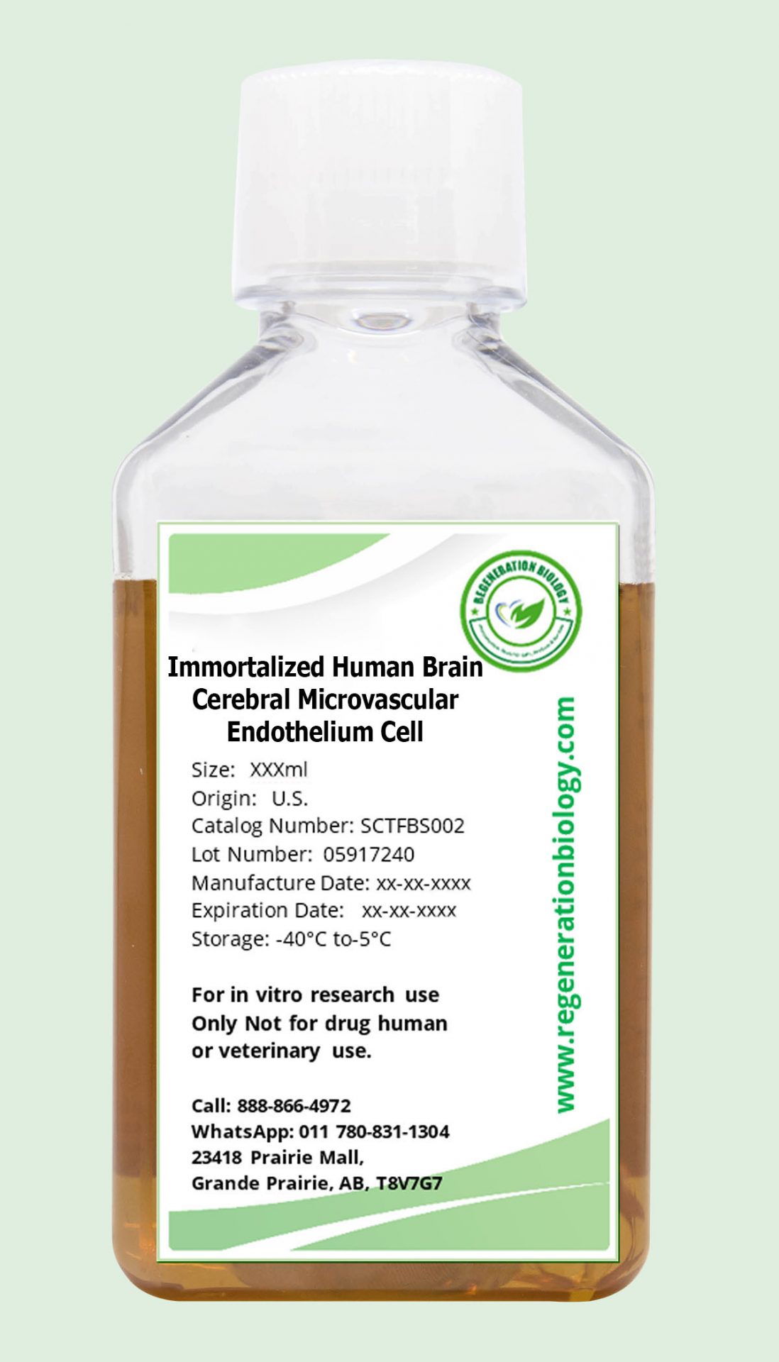 Immortalized Human Brain Cerebral Microvascular Endothelium Cell